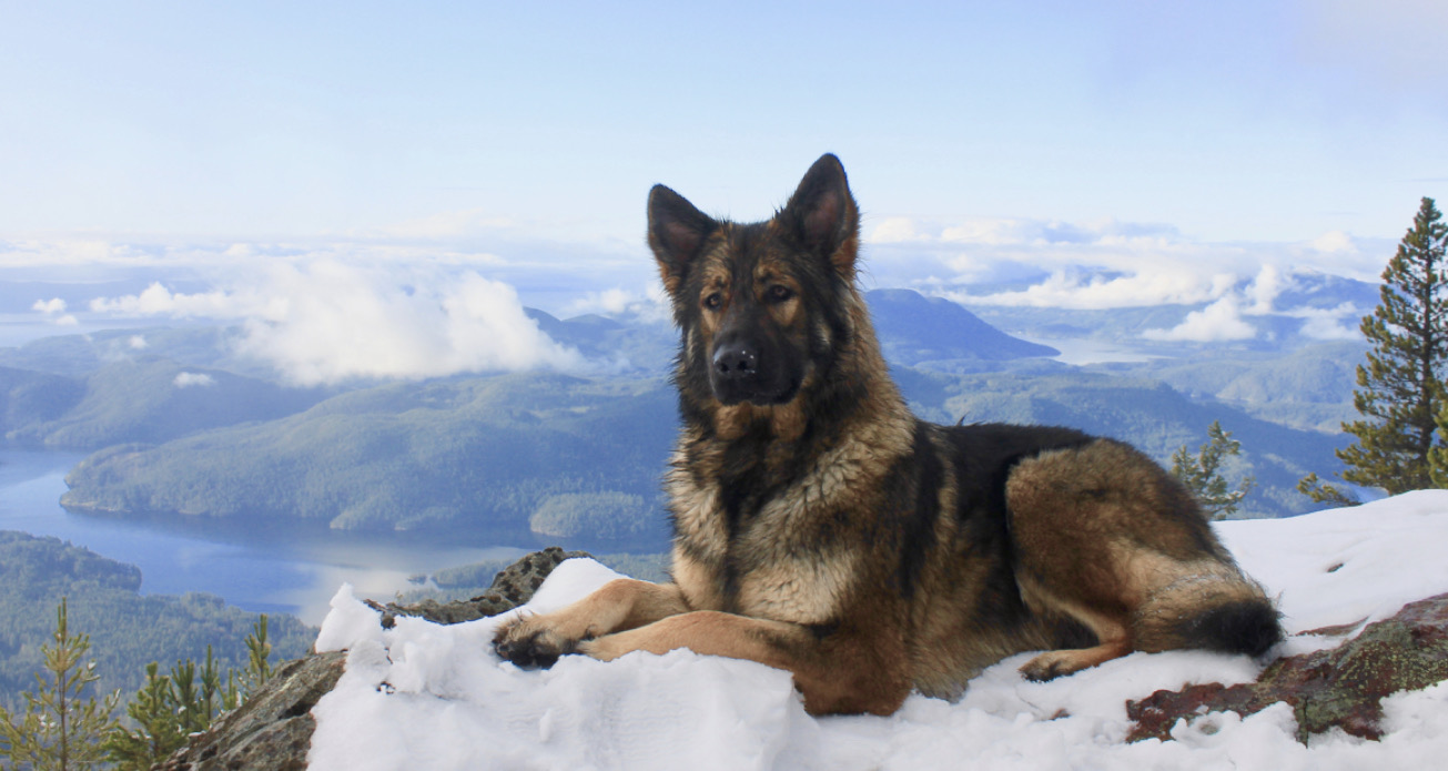 Wilderness Kennels website preview
